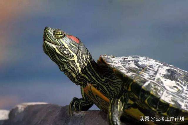 最危险入侵物种：巴西龟
