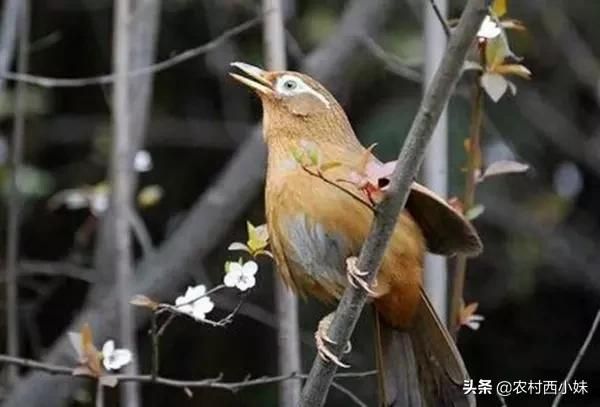 生鸟驯服的方式方法