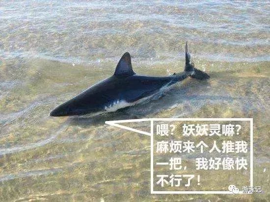 科普：鲨鱼不游泳会淹死