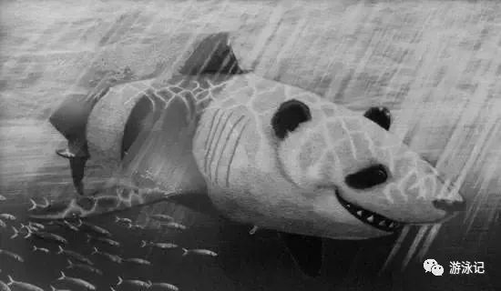 科普：鲨鱼不游泳会淹死
