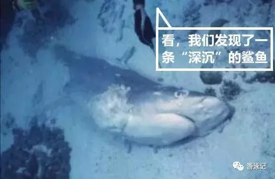 科普：鲨鱼不游泳会淹死