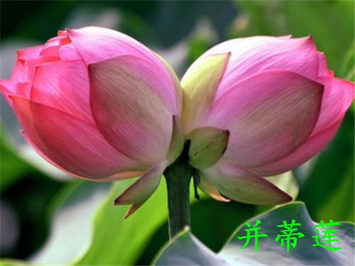水生植物：荷花开花时间具体介绍