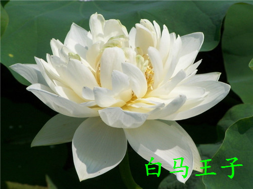 水生植物：荷花开花时间具体介绍