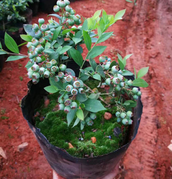 家里阳台养这4种果树，植株矮小，结果颇多，还能当盆栽欣赏