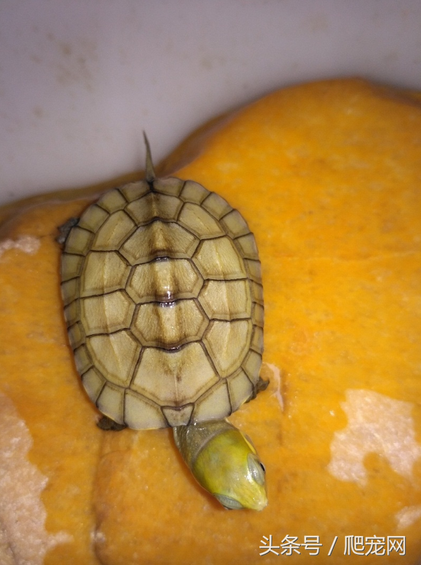 龟类观赏市场的五种潜力龟种