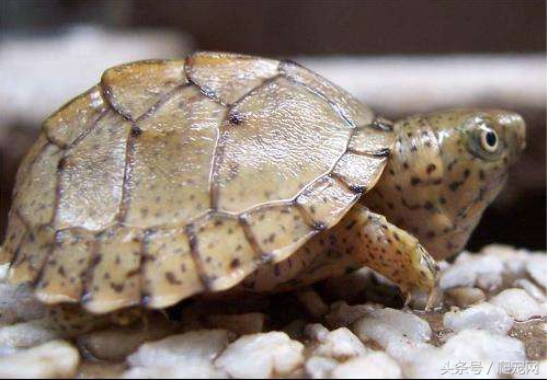 龟类观赏市场的五种潜力龟种