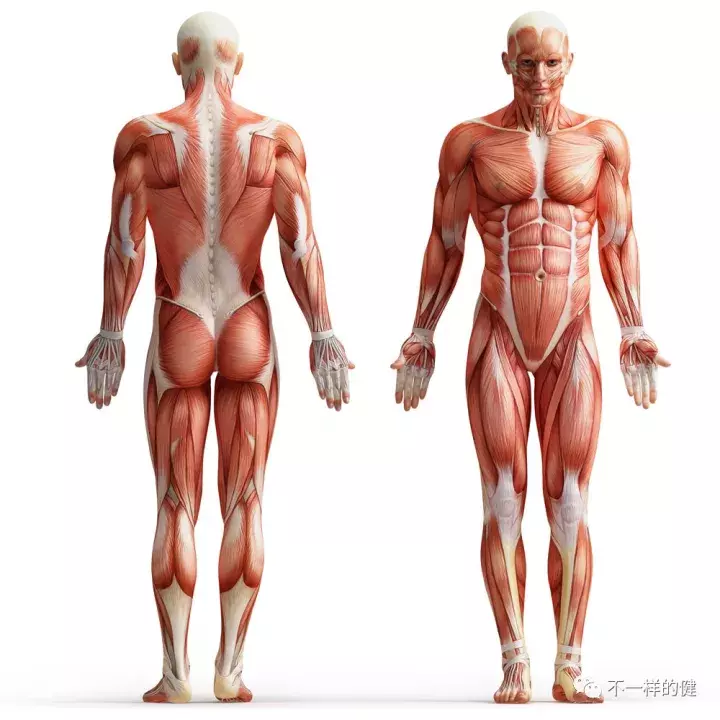 基础理论-运动系统的构成