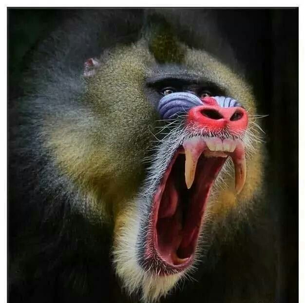 世界上最凶残的猴子——山魈