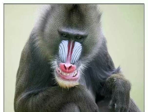 世界上最凶残的猴子——山魈