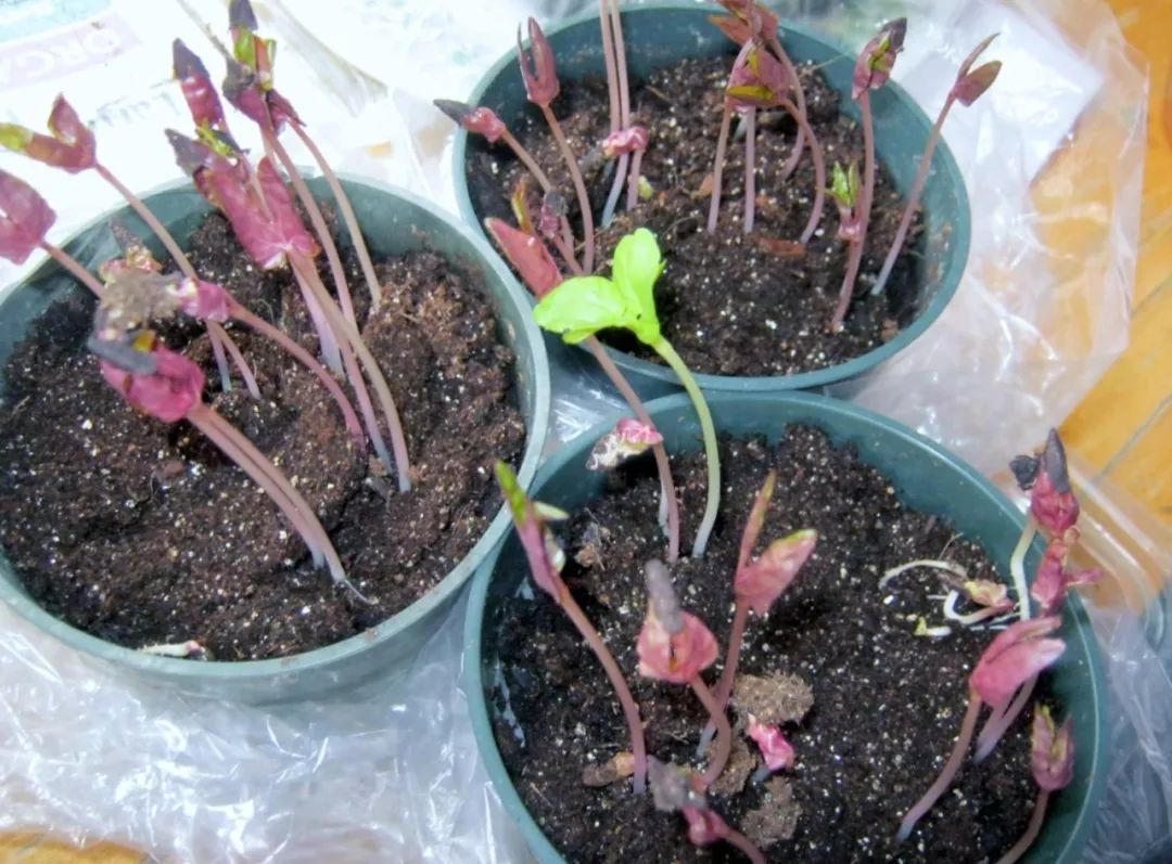 五颜六色的爬藤牵牛花，春末在盆里埋入几粒种子，开出灿烂花朵