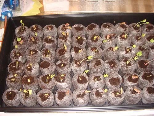 五颜六色的爬藤牵牛花，春末在盆里埋入几粒种子，开出灿烂花朵