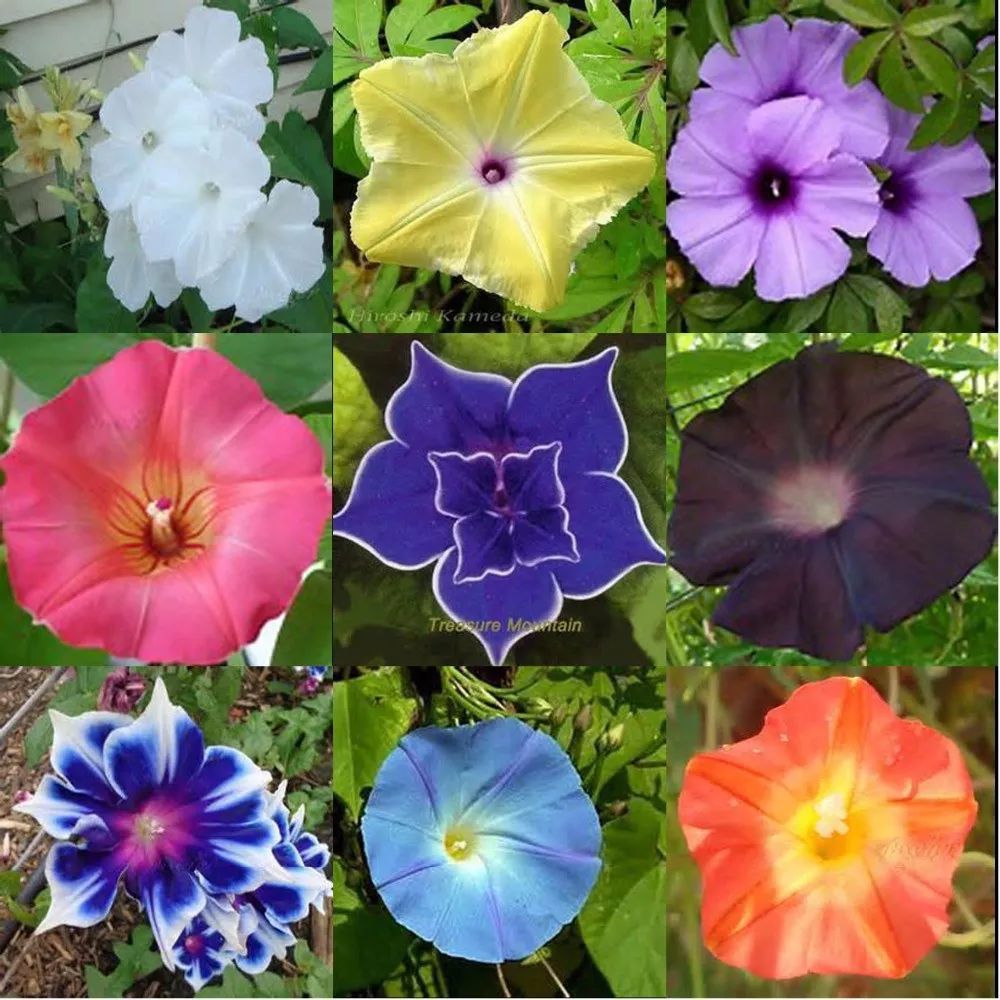 五颜六色的爬藤牵牛花，春末在盆里埋入几粒种子，开出灿烂花朵