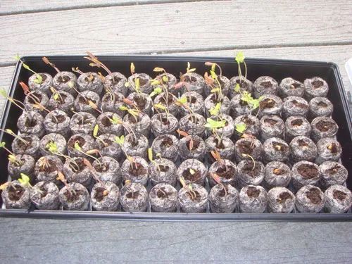 五颜六色的爬藤牵牛花，春末在盆里埋入几粒种子，开出灿烂花朵