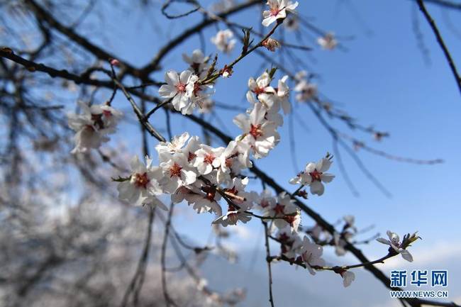 这是3月27日在林芝市嘎拉村拍摄的桃花。