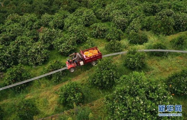 重庆奉节:产业助推乡村振